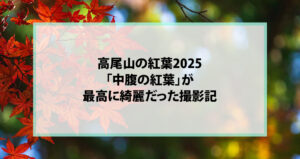 高尾山の紅葉2025｜「中腹の紅葉」が最高に綺麗だった撮影記