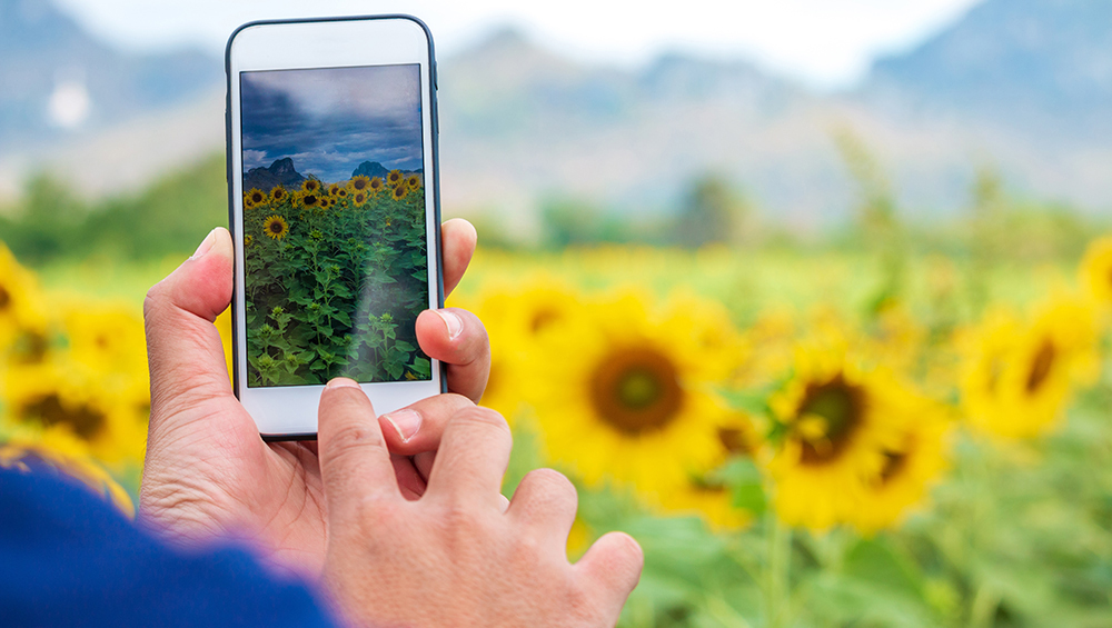 スマホで撮った写真がお金になるストックフォト副業をイメージした、ひまわり畑の撮影風景。