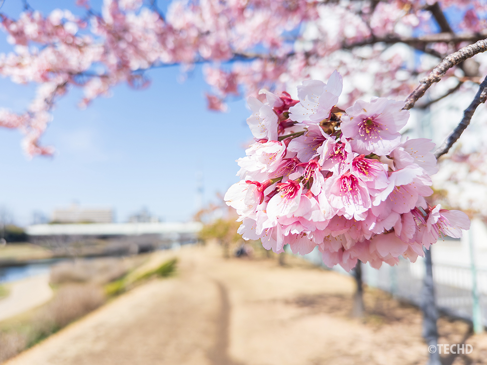Lightroomカメラで撮影した旧中川河川敷のオオカンザクラ。