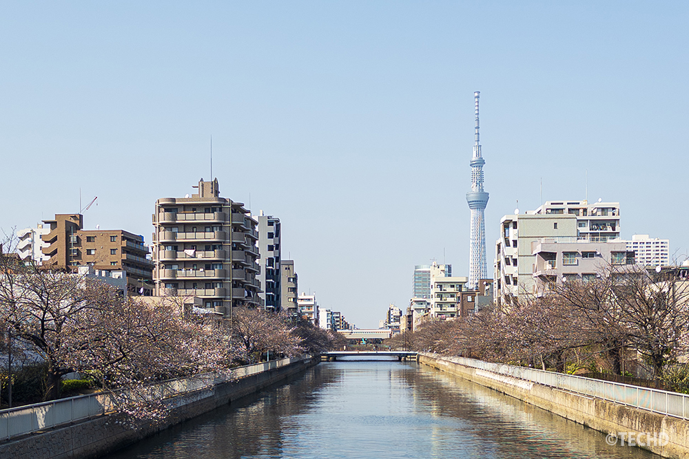 2026年3月28日、猿江橋から眺める満開前の大横川。まだ蕾が目立つ桜並木の先に、青空へそびえ立つ東京スカイツリー。
