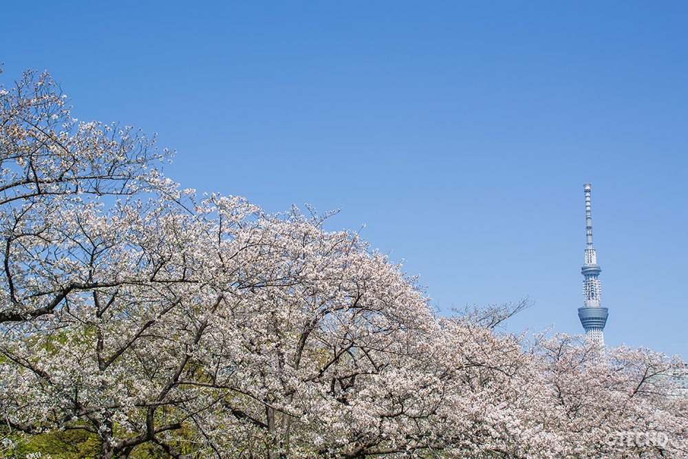2026年4月3日の猿江恩賜公園。画面いっぱいに咲き誇る満開の桜の向こうに、青空にそびえる東京スカイツリー。