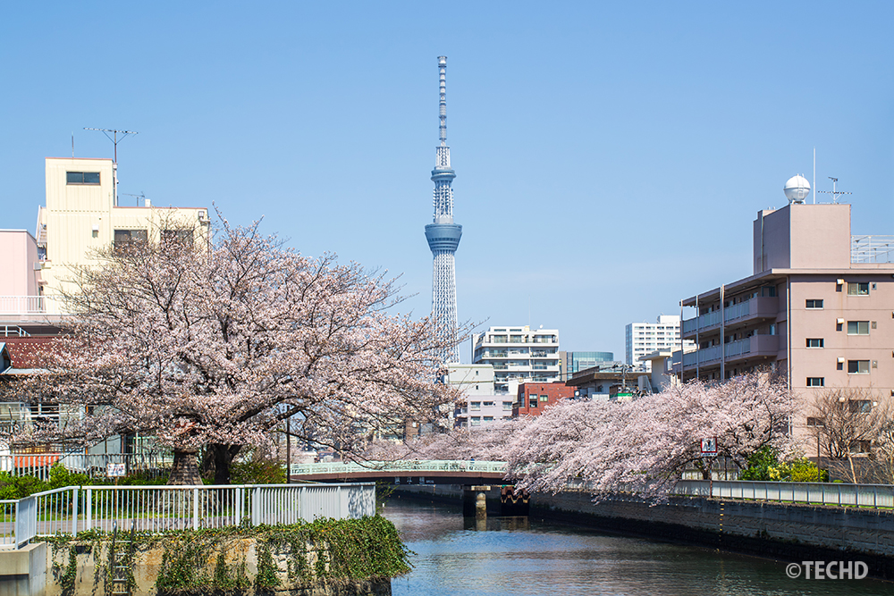 2026年4月3日、大横川と小名木川の交差地点。クレーンを避けて辿り着いた絶景スポットから、満開の桜並木とスカイツリーの全景を撮影。