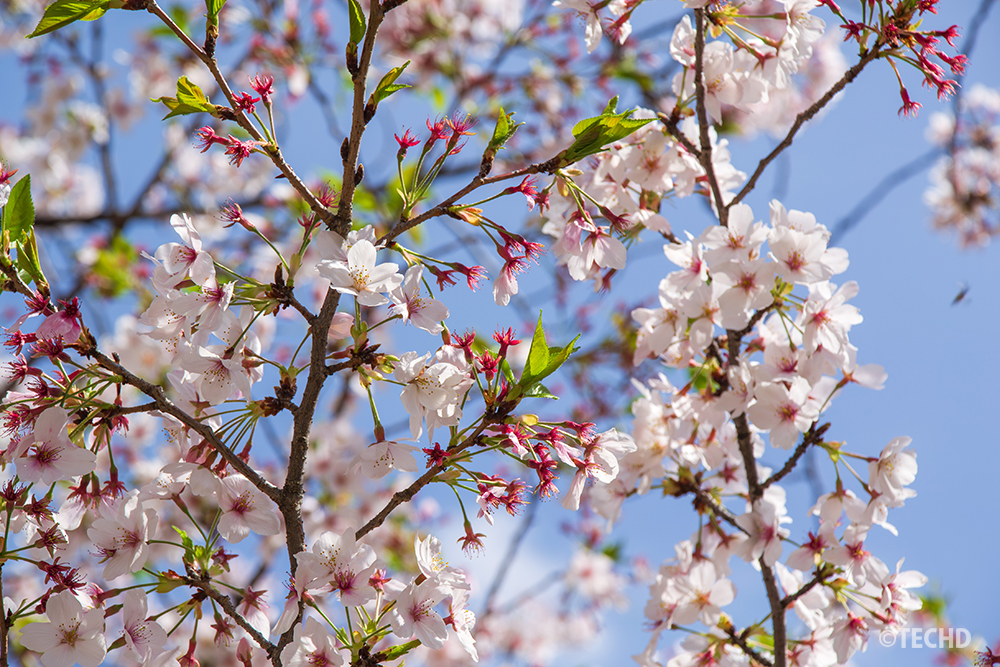散り始めの桜のアップ。花びらが落ちて赤みが増したしべと、芽吹き始めた緑の葉が混ざり合う春の終わりの風景。