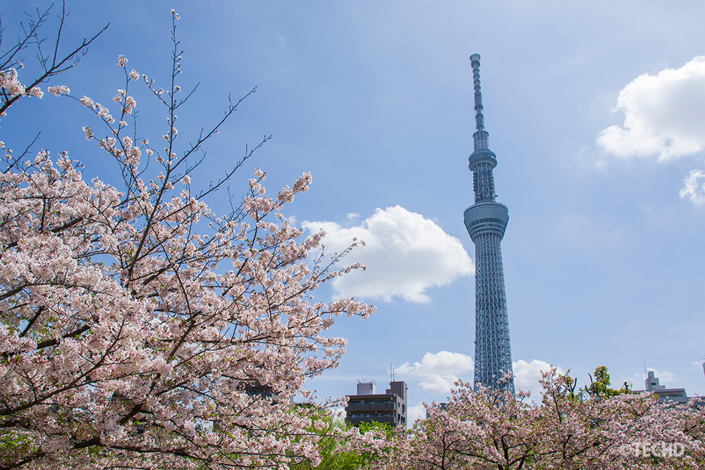 満開の桜並木の向こうにそびえ立つ東京スカイツリー。青空の下、桜が額縁のようにスカイツリーを囲む構図。