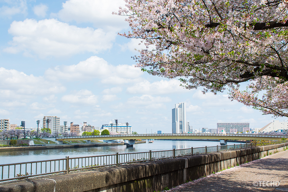 隅田川河川敷の桜並木から望む桜橋。所々に葉桜が混じり、川沿いの遊歩道に桜の花びらが散っている様子。