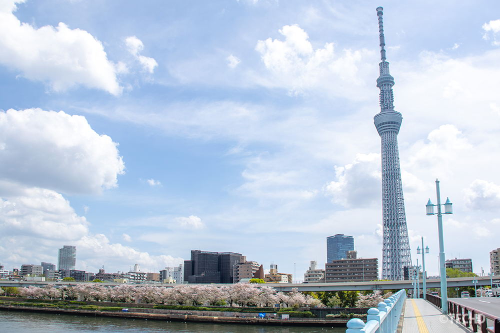 言問橋の歩道から見上げる巨大な東京スカイツリー。橋の歩道のラインがスカイツリーへと続き、左には桜並木が広がる構図。