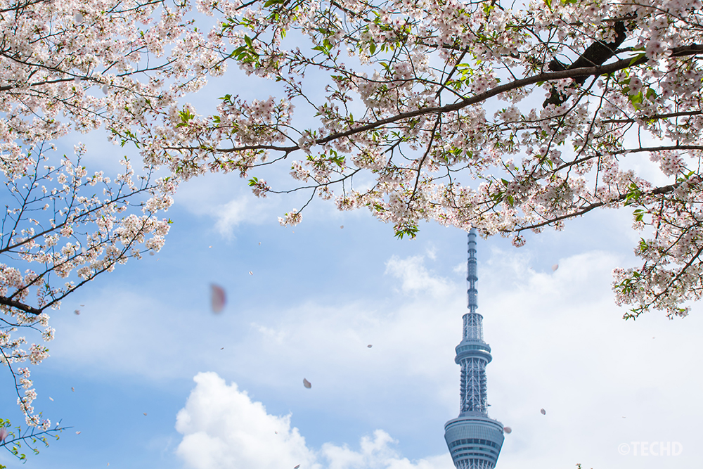 台東区側の隅田公園にて、風に舞い散る桜の花びら。青空とスカイツリーを背景に、ハラハラと舞う花吹雪の瞬間を捉えた写真。