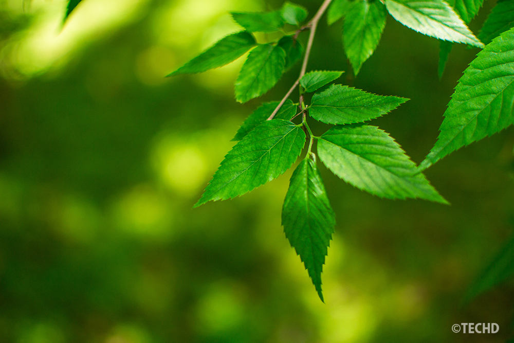 木々が鬱蒼とした暗い場所で撮影した葉。ピントを合わせた中央の葉はシャープだが、すぐ手前と奥の葉は、柔らかくボケている。