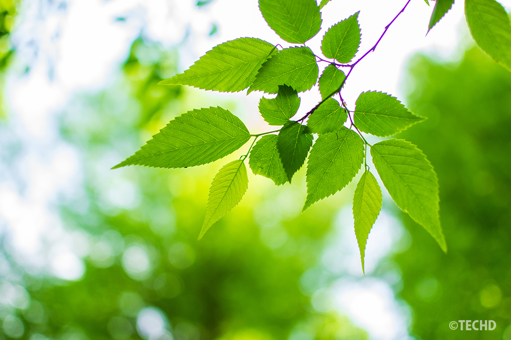 新緑の葉にピントを合わせ、背景を玉ボケにした一枚。