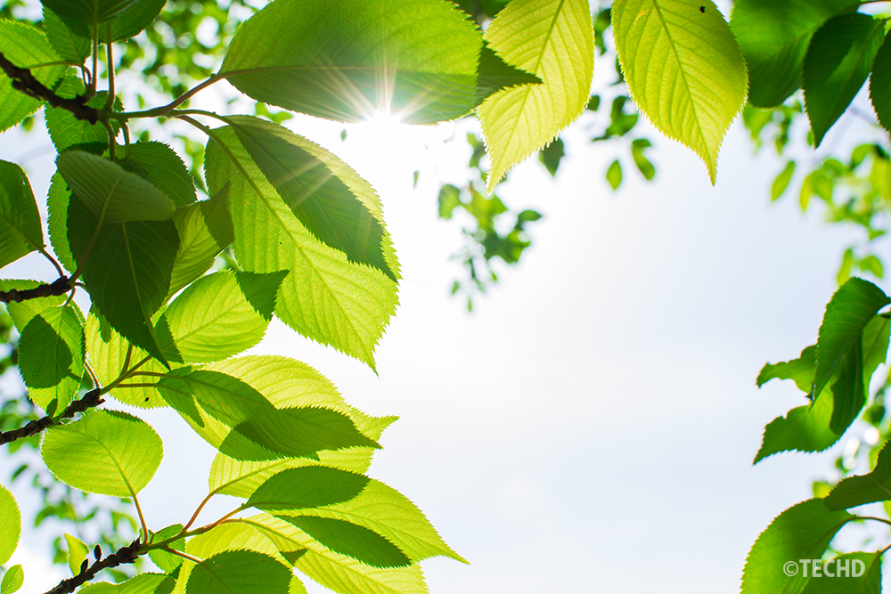 太陽に向かってレンズを向ける「完全な逆光」で撮影した新緑。