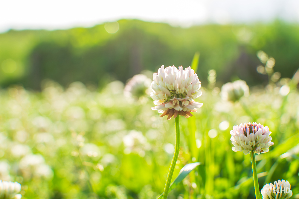 地面スレスレまでカメラを下げて撮影したシロツメクサ。